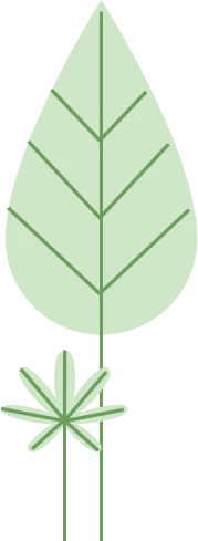 Plante illustration