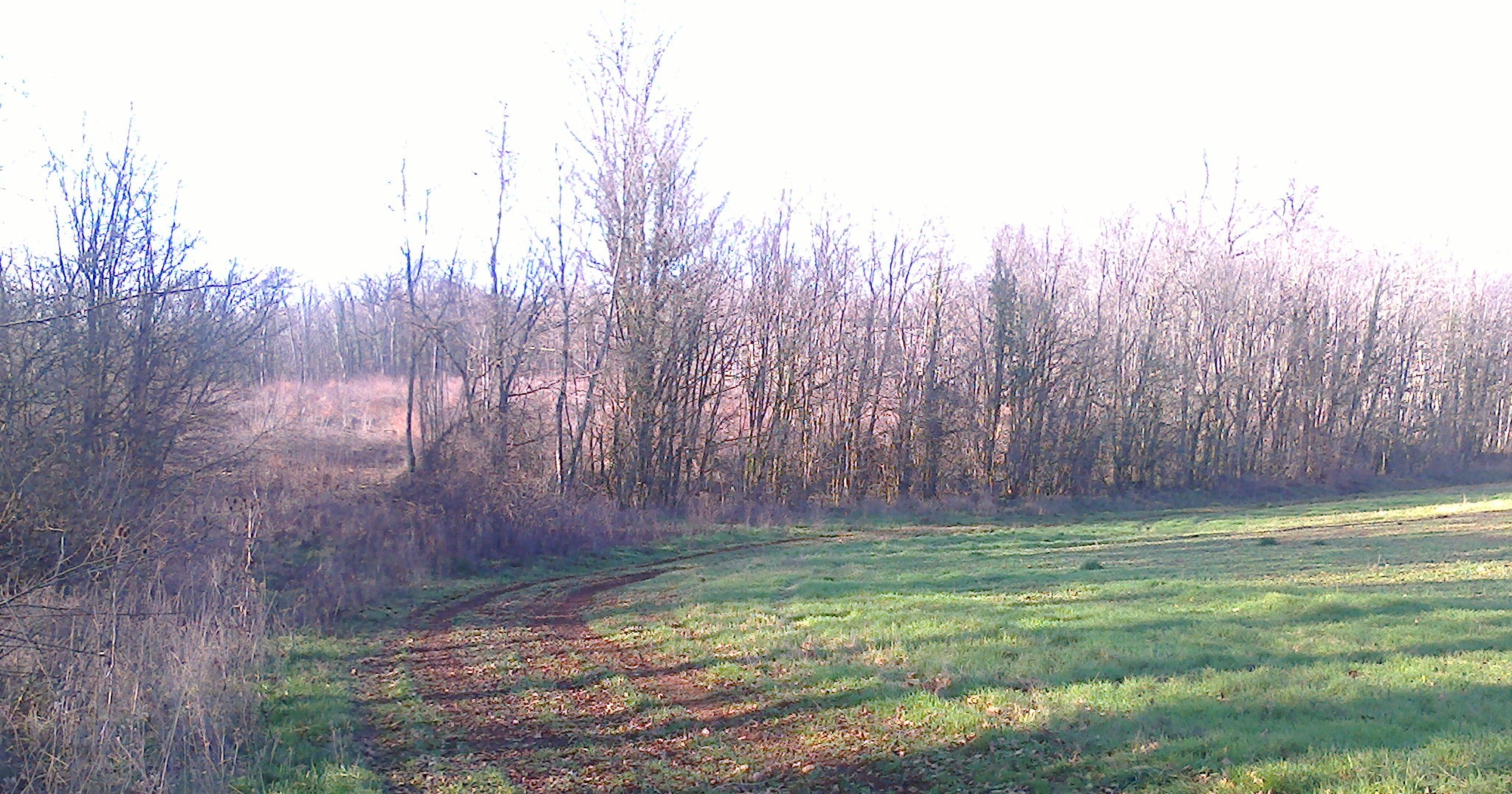 Valorisation des haies